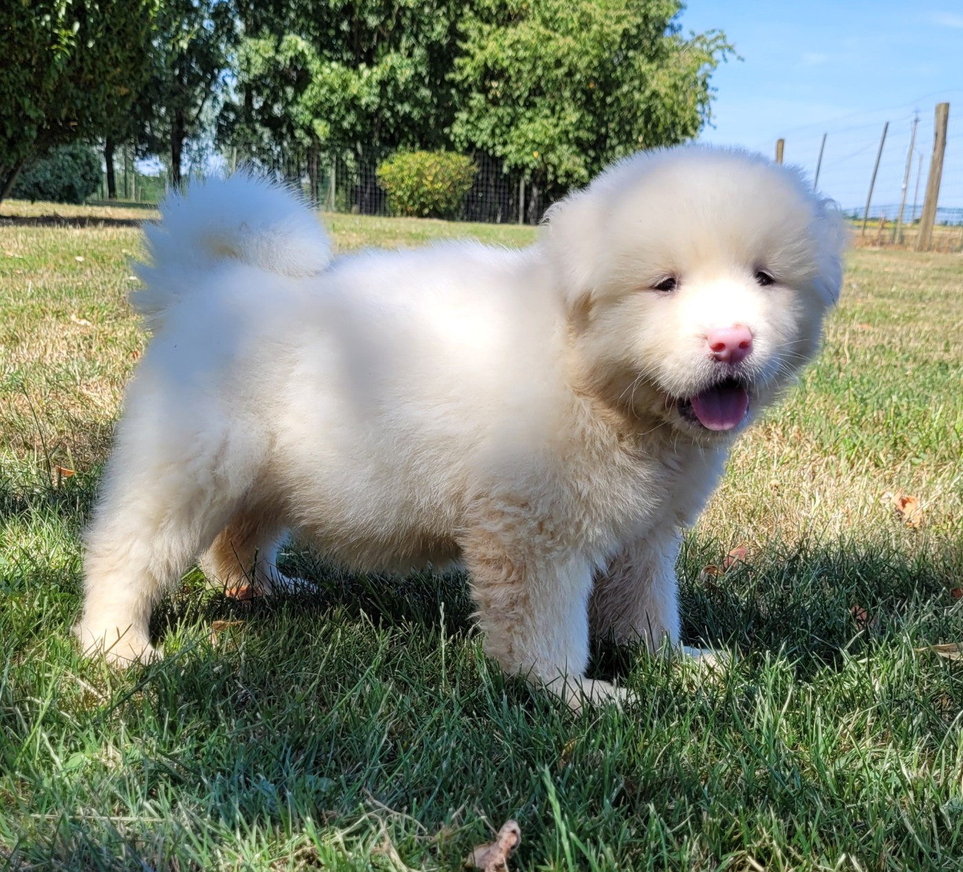 Des marais de courmont - Chiots disponibles - Akita americain