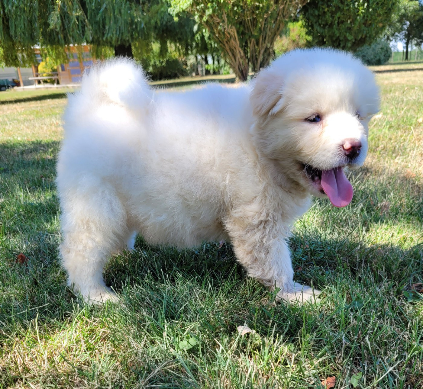 Des marais de courmont - Chiots disponibles - Akita americain