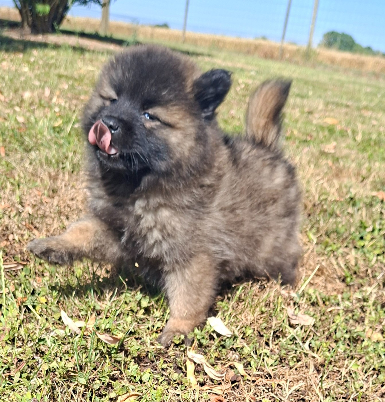 Des marais de courmont - Chiots disponibles - Eurasier