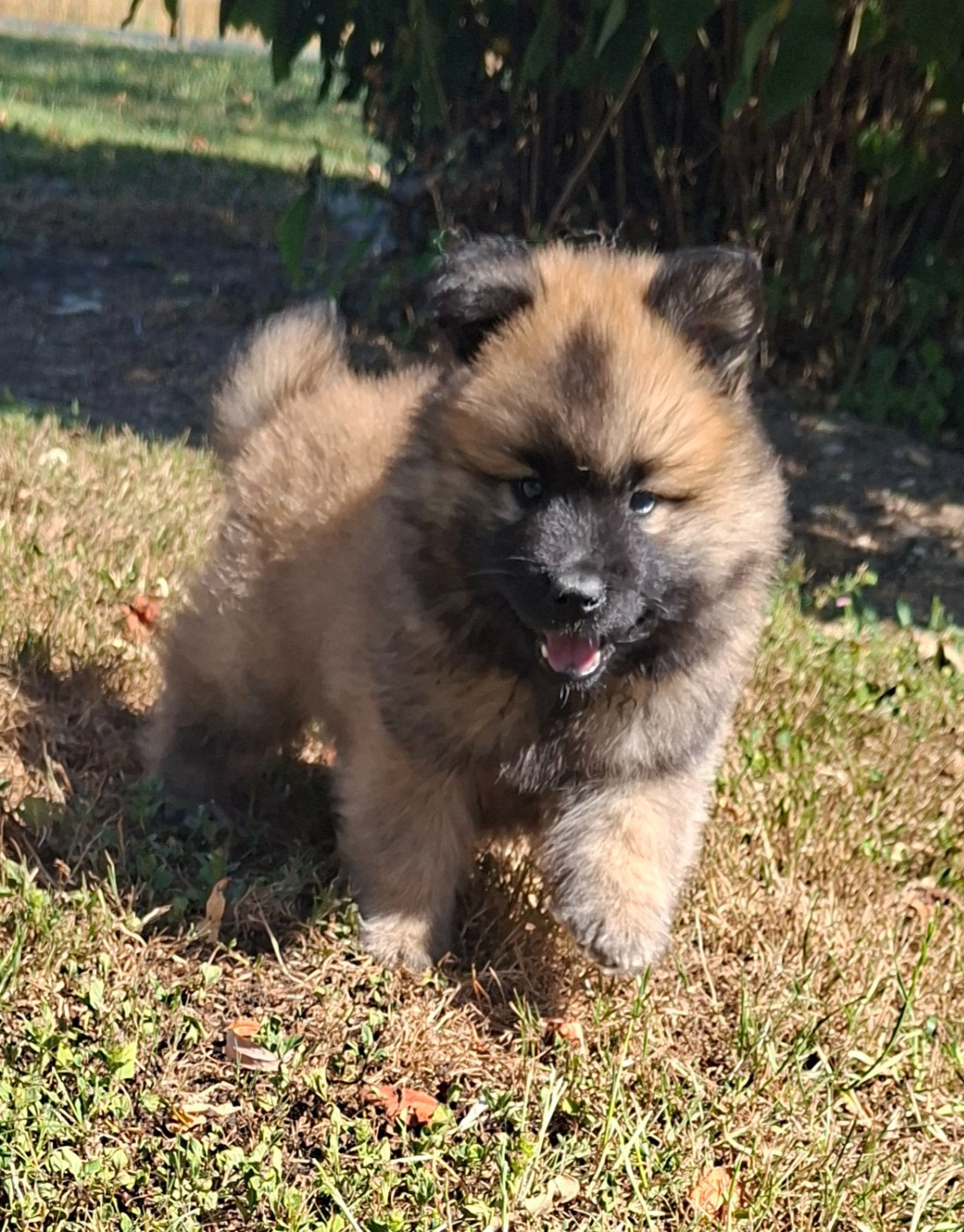Des marais de courmont - Chiots disponibles - Eurasier