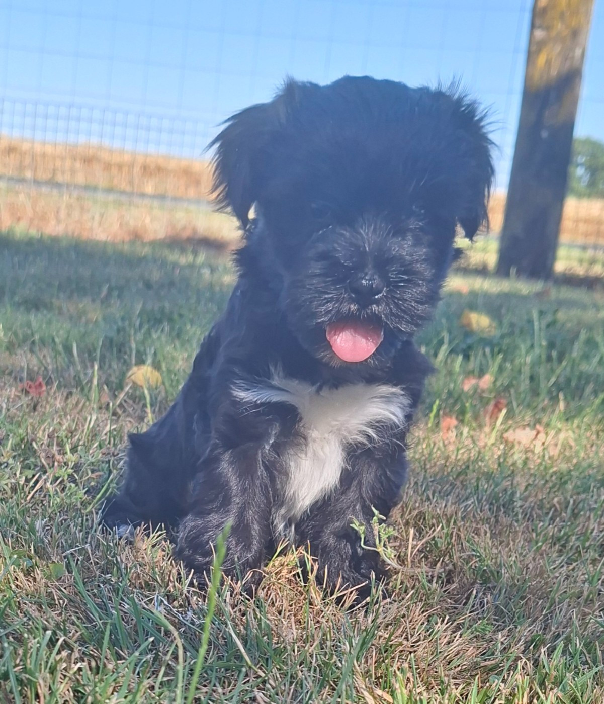 Des marais de courmont - Chiots disponibles - Terrier Tibetain
