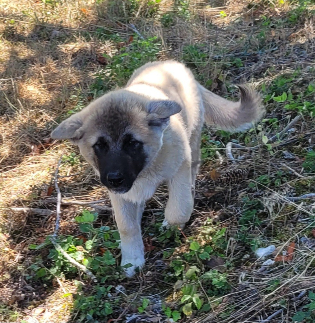 Des marais de courmont - Chiots disponibles - Akita americain
