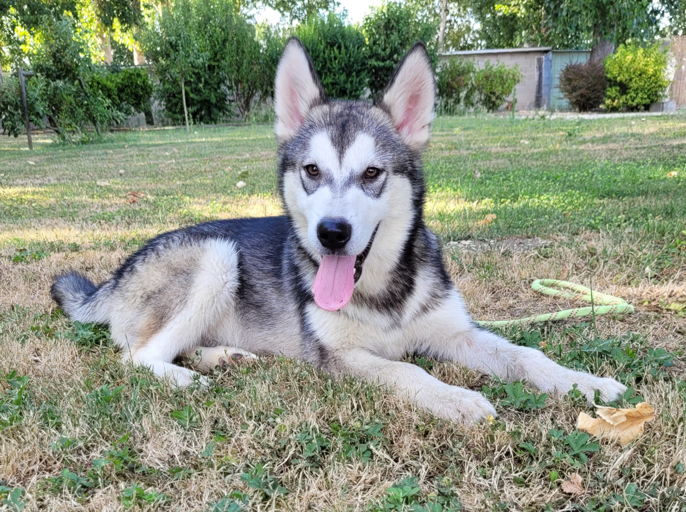Des marais de courmont - Chiots disponibles - Alaskan Malamute