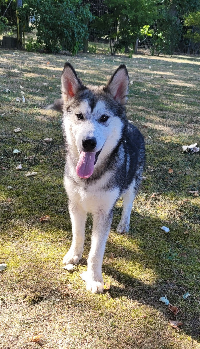 Des marais de courmont - Chiots disponibles - Alaskan Malamute