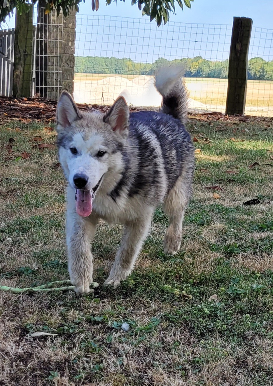 Des marais de courmont - Chiots disponibles - Alaskan Malamute