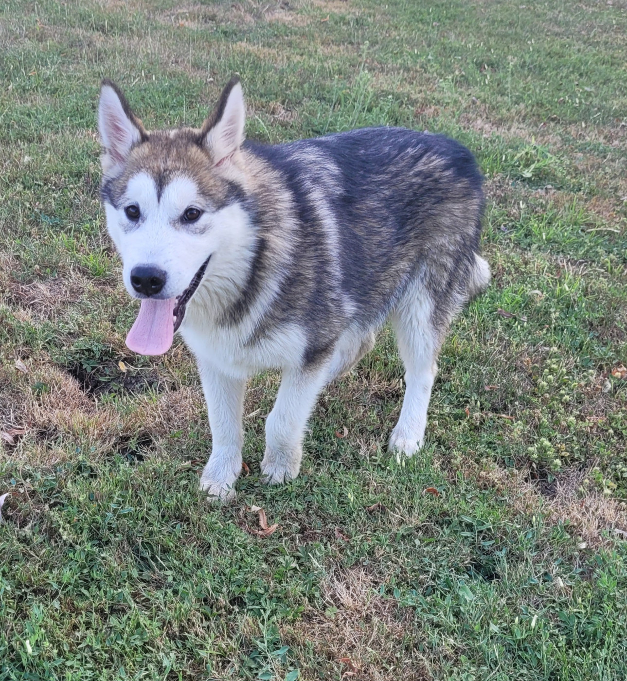Des marais de courmont - Chiots disponibles - Alaskan Malamute