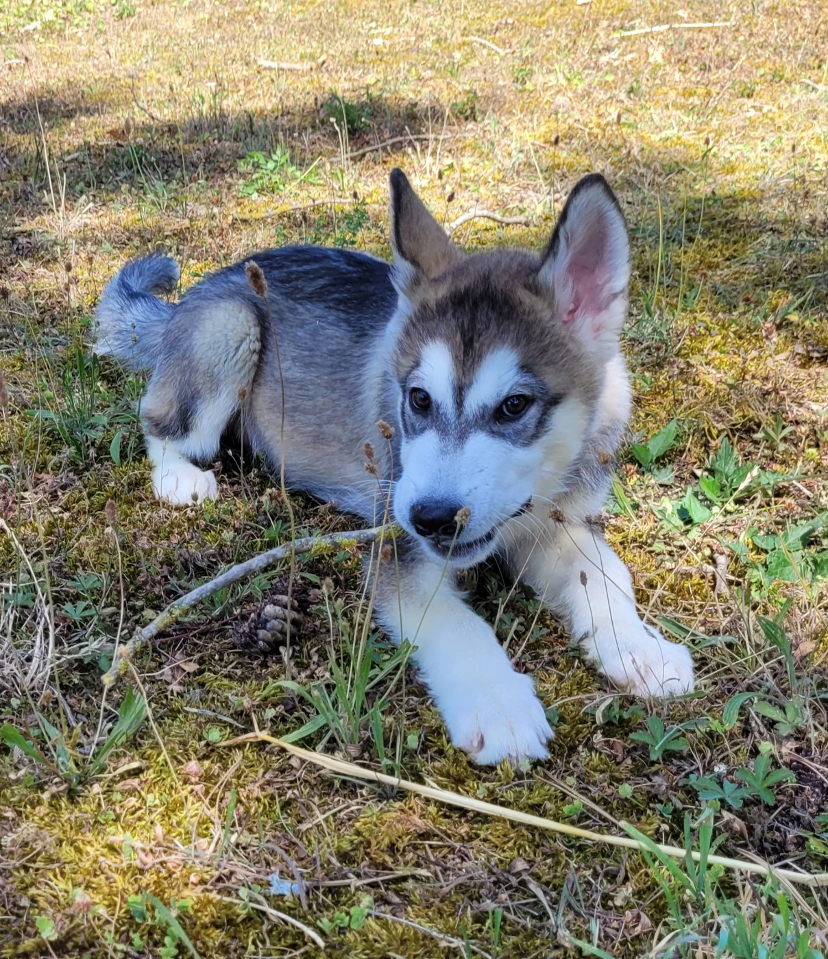 Des marais de courmont - Chiots disponibles - Alaskan Malamute