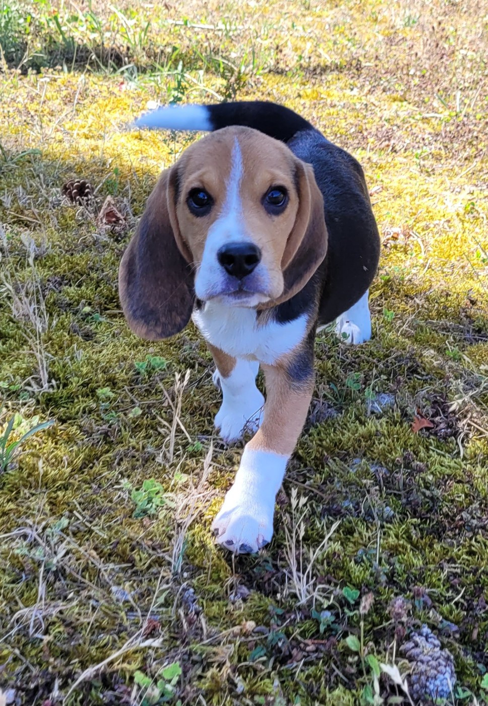 Des marais de courmont - Chiots disponibles - Beagle