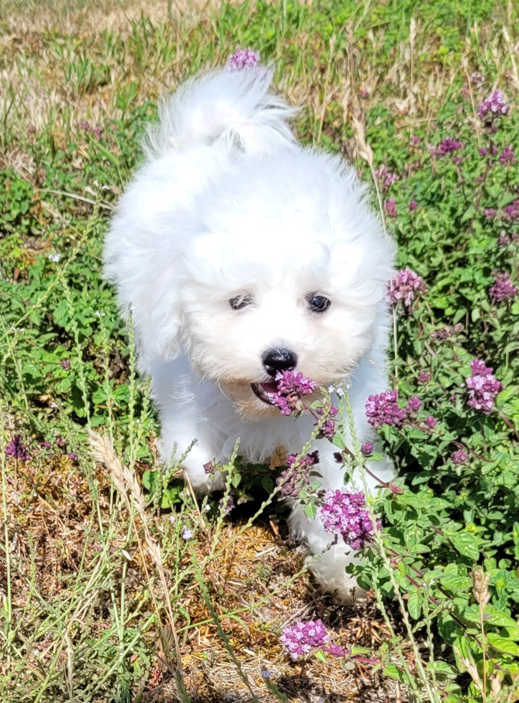 Des marais de courmont - Chiots disponibles - Bichon Frise