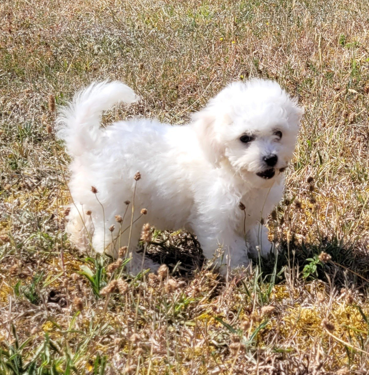 Des marais de courmont - Chiots disponibles - Bichon Frise
