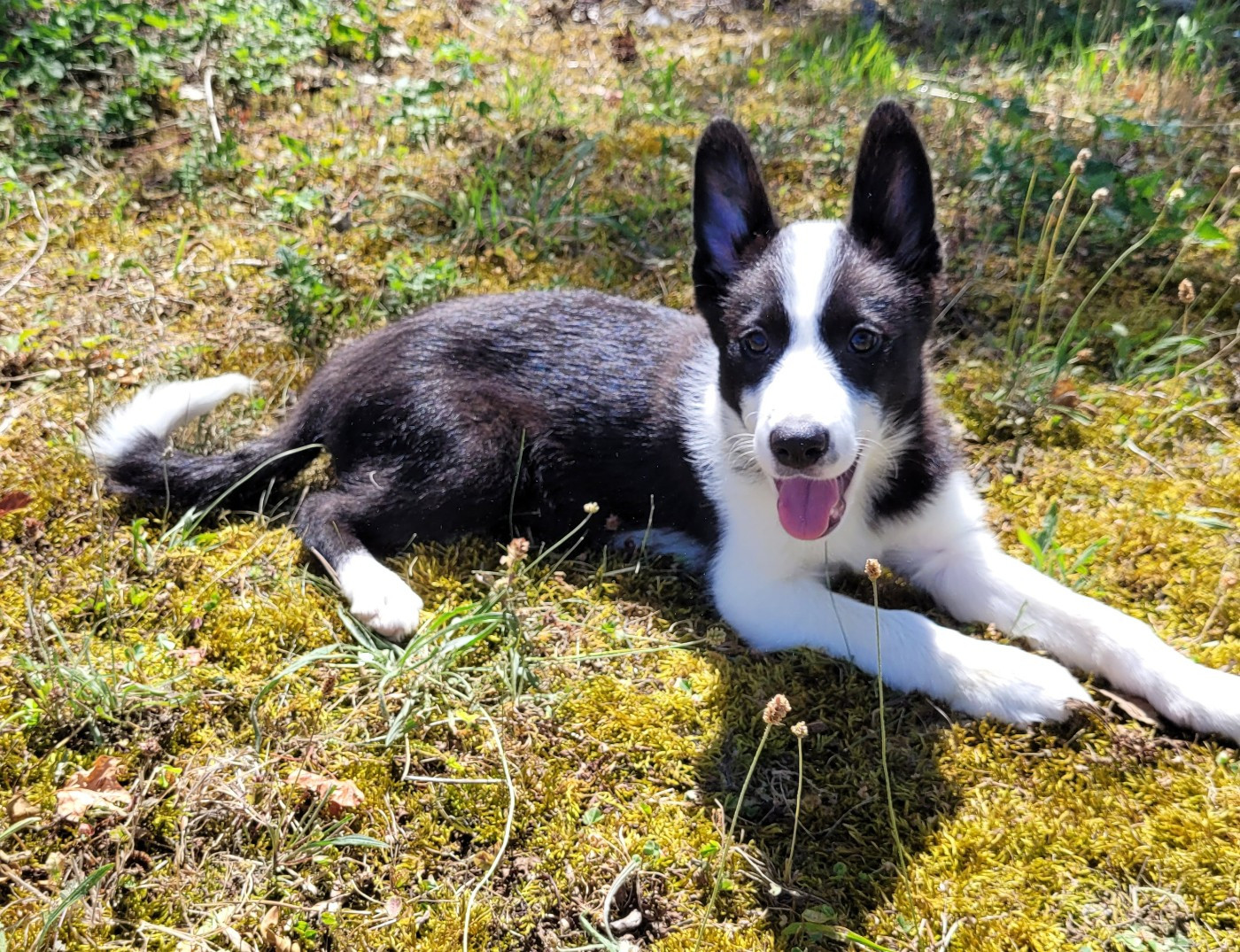 Des marais de courmont - Chiots disponibles - Border Collie