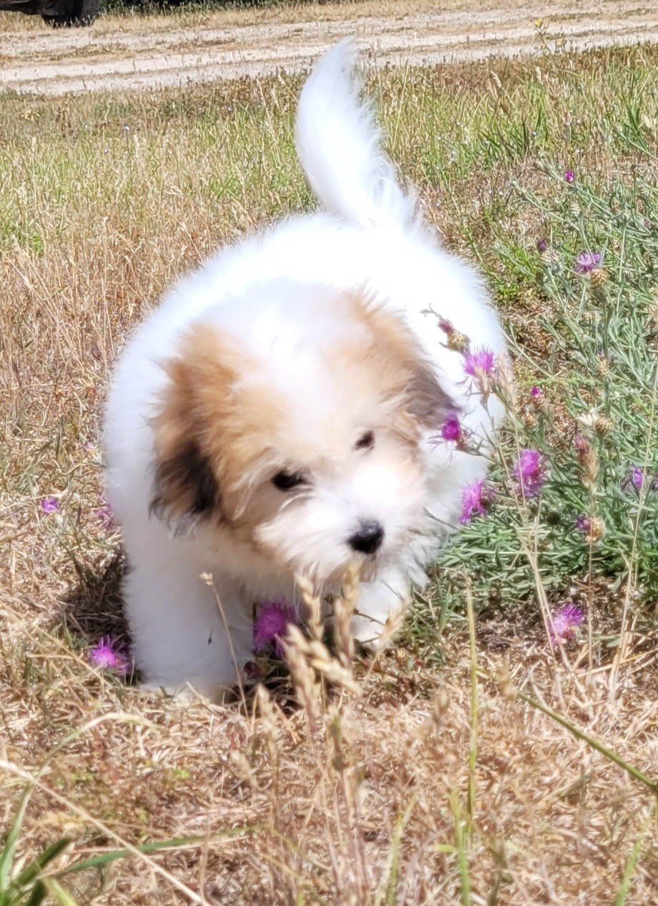 Des marais de courmont - Chiots disponibles - Coton de Tulear