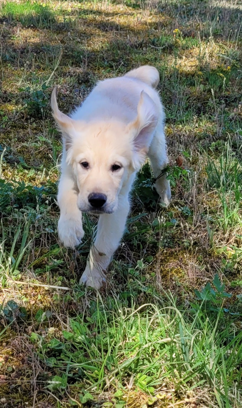 Des marais de courmont - Chiots disponibles - Golden Retriever
