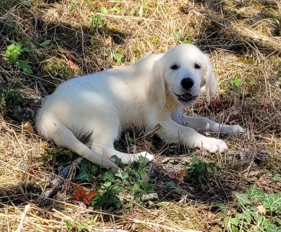 Des marais de courmont - Chiots disponibles - Golden Retriever