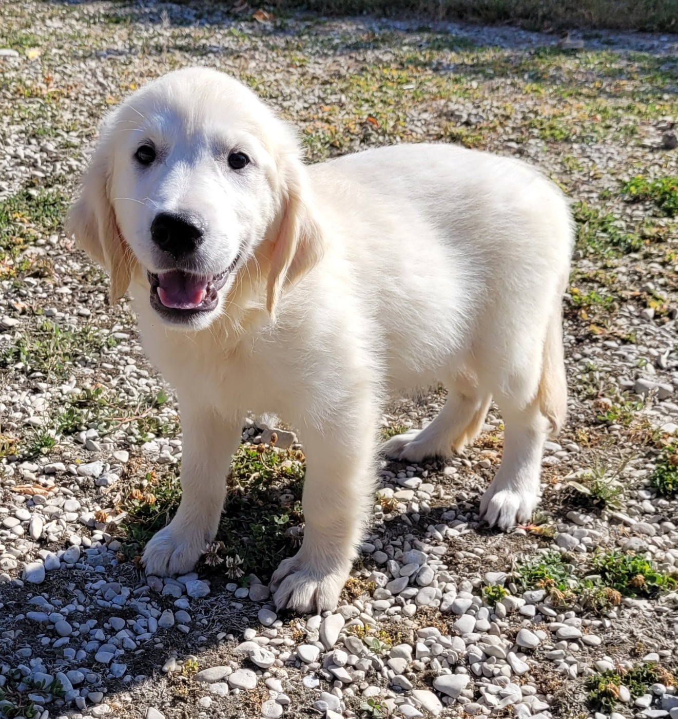 Des marais de courmont - Chiots disponibles - Golden Retriever