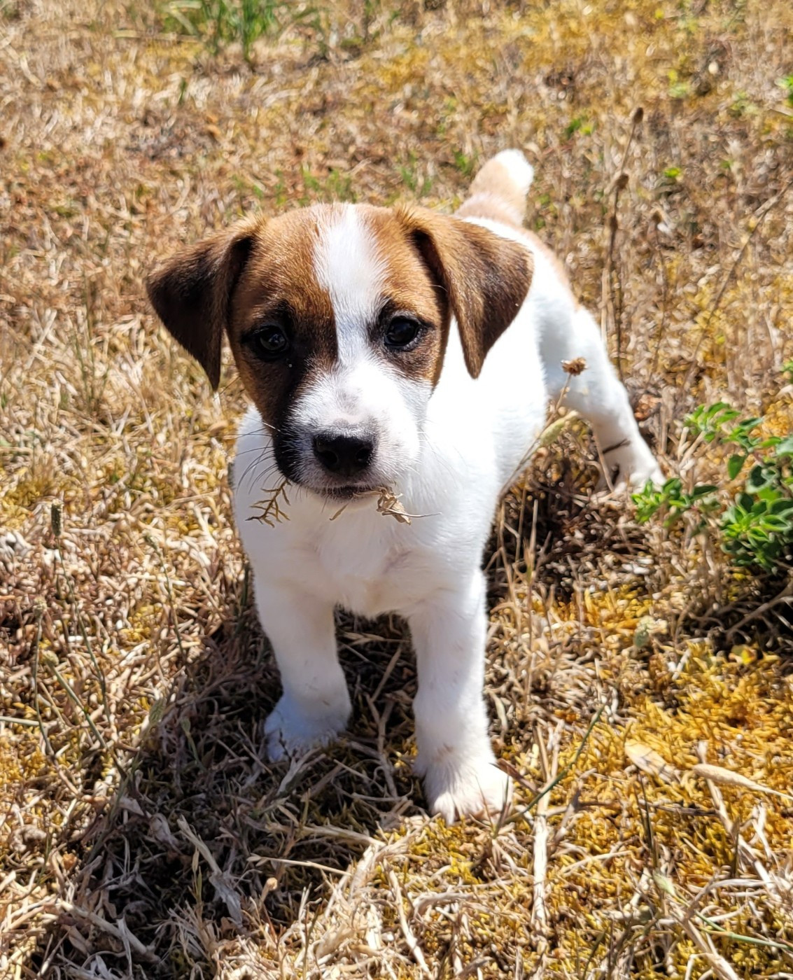 Des marais de courmont - Chiots disponibles - Jack Russell Terrier