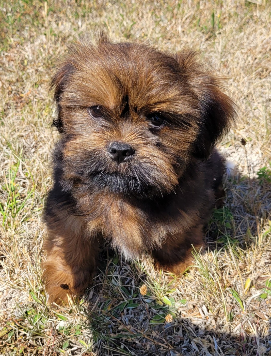 Des marais de courmont - Chiots disponibles - Lhassa Apso
