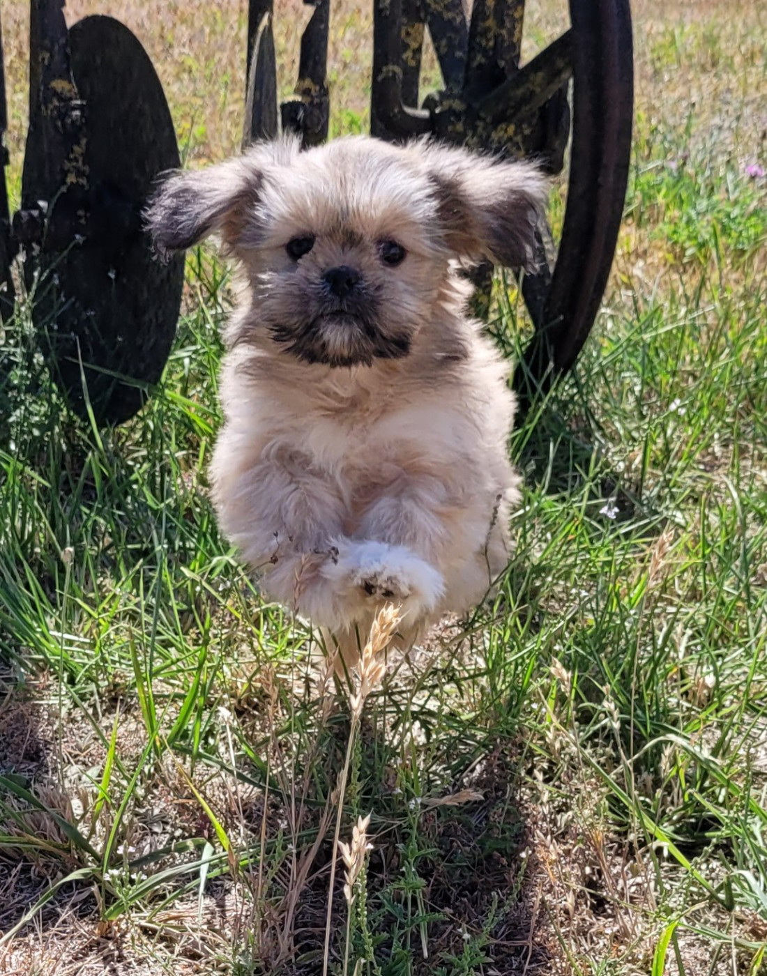 Des marais de courmont - Chiots disponibles - Lhassa Apso