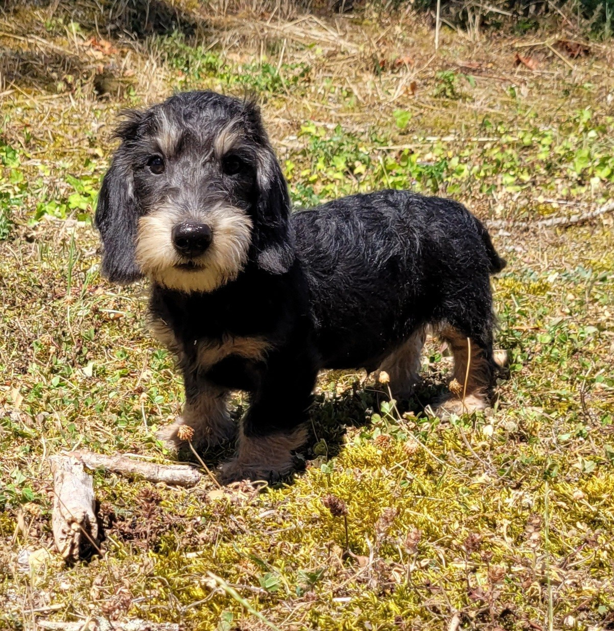 Des marais de courmont - Chiots disponibles - Teckel poil dur