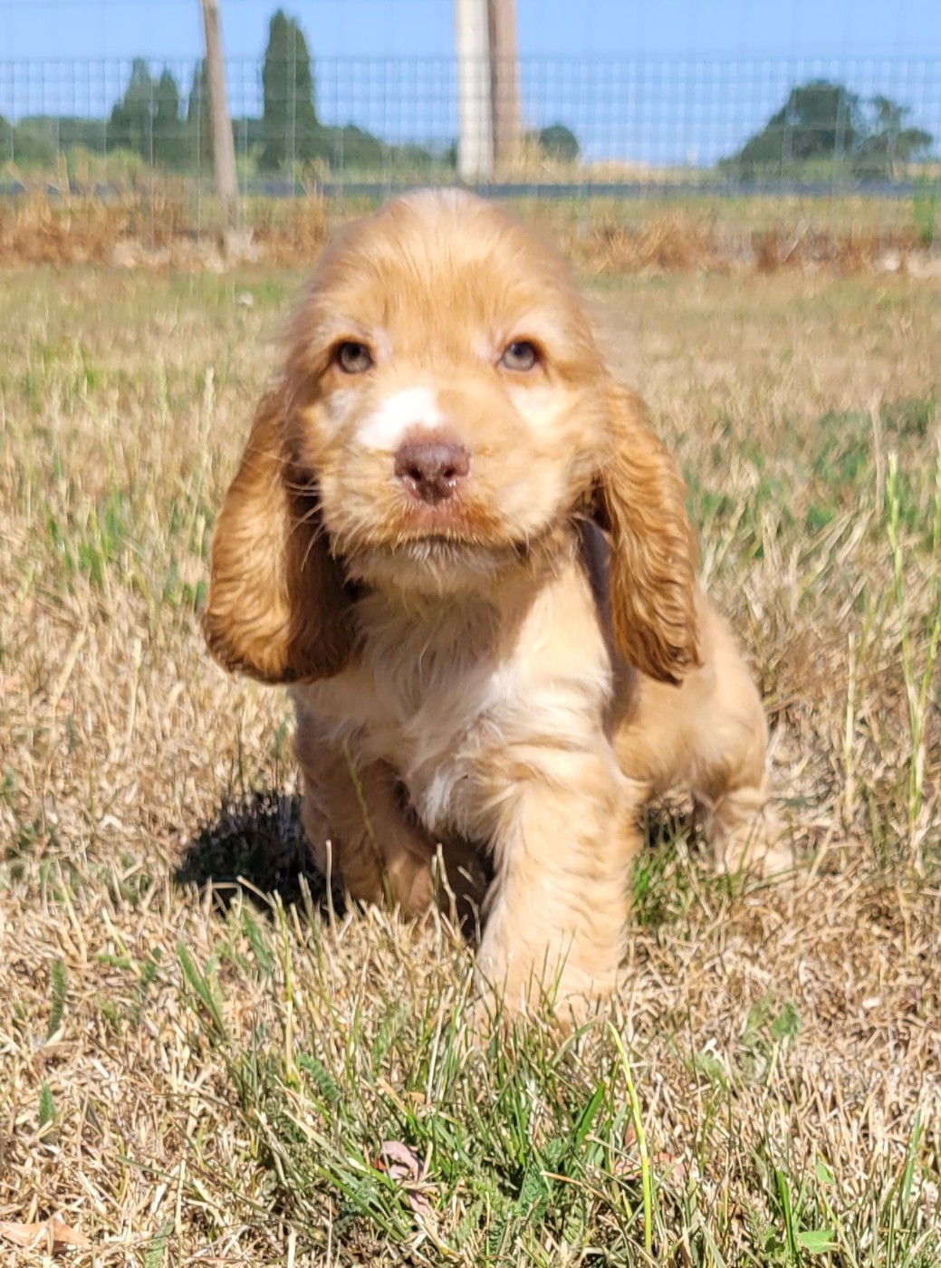 Des marais de courmont - Chiots disponibles - Cocker Spaniel Anglais