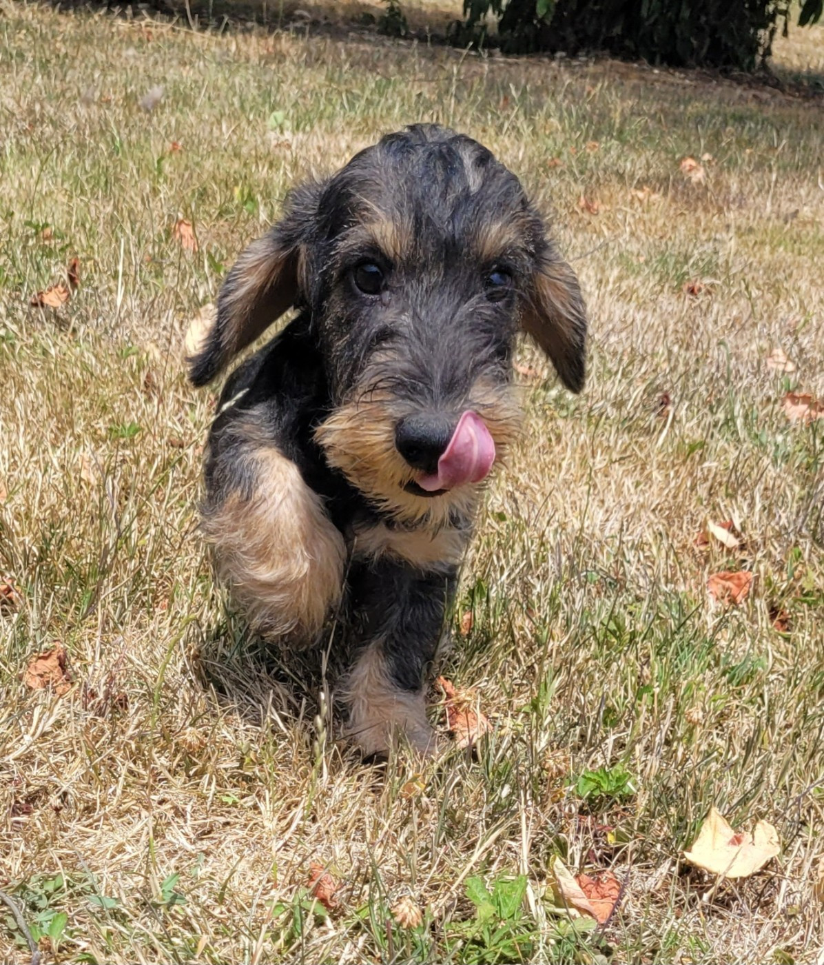 Des marais de courmont - Chiots disponibles - Teckel poil dur