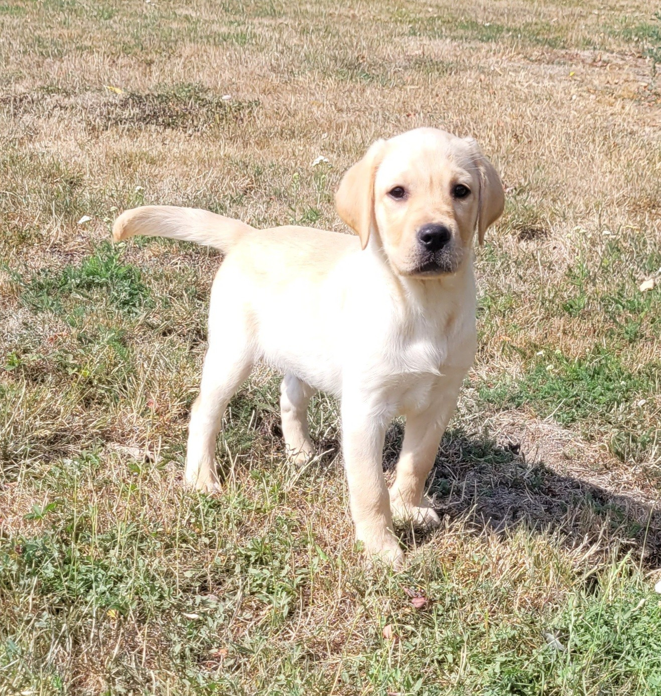 Des marais de courmont - Chiots disponibles - Labrador Retriever