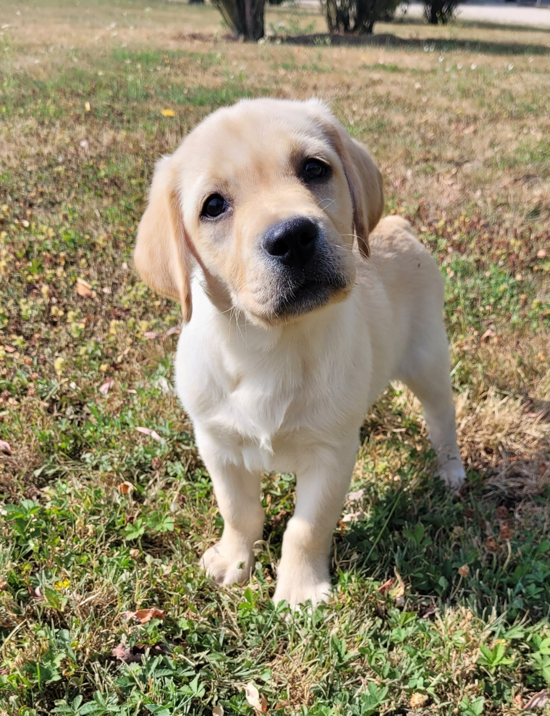 Des marais de courmont - Chiots disponibles - Labrador Retriever