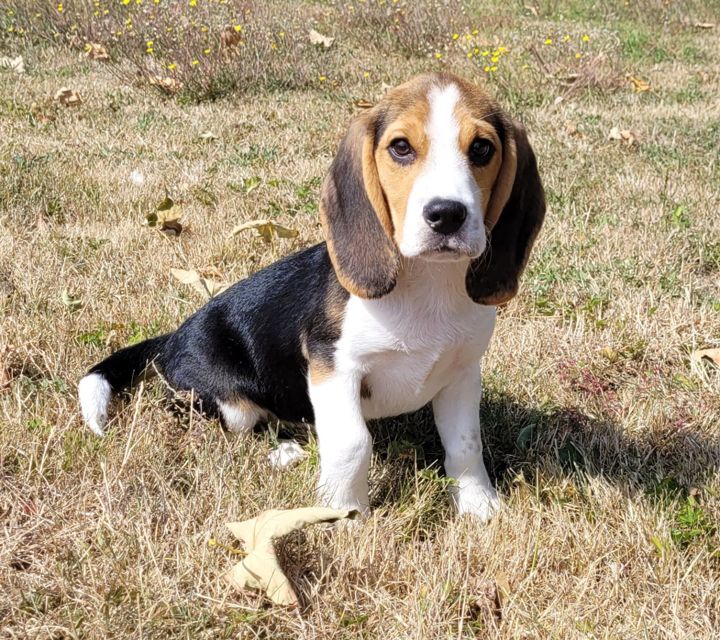 Des marais de courmont - Chiots disponibles - Beagle