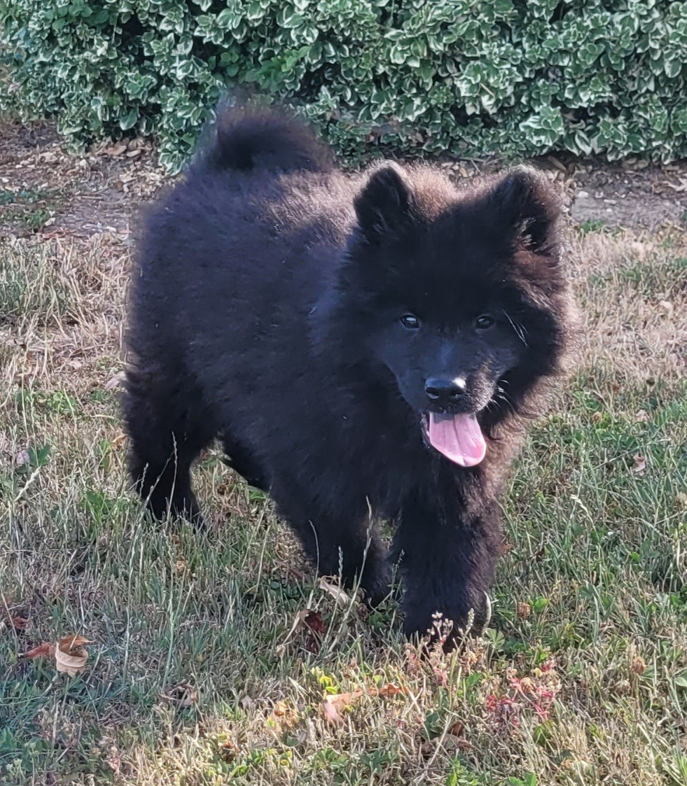 Des marais de courmont - Chiots disponibles - Eurasier