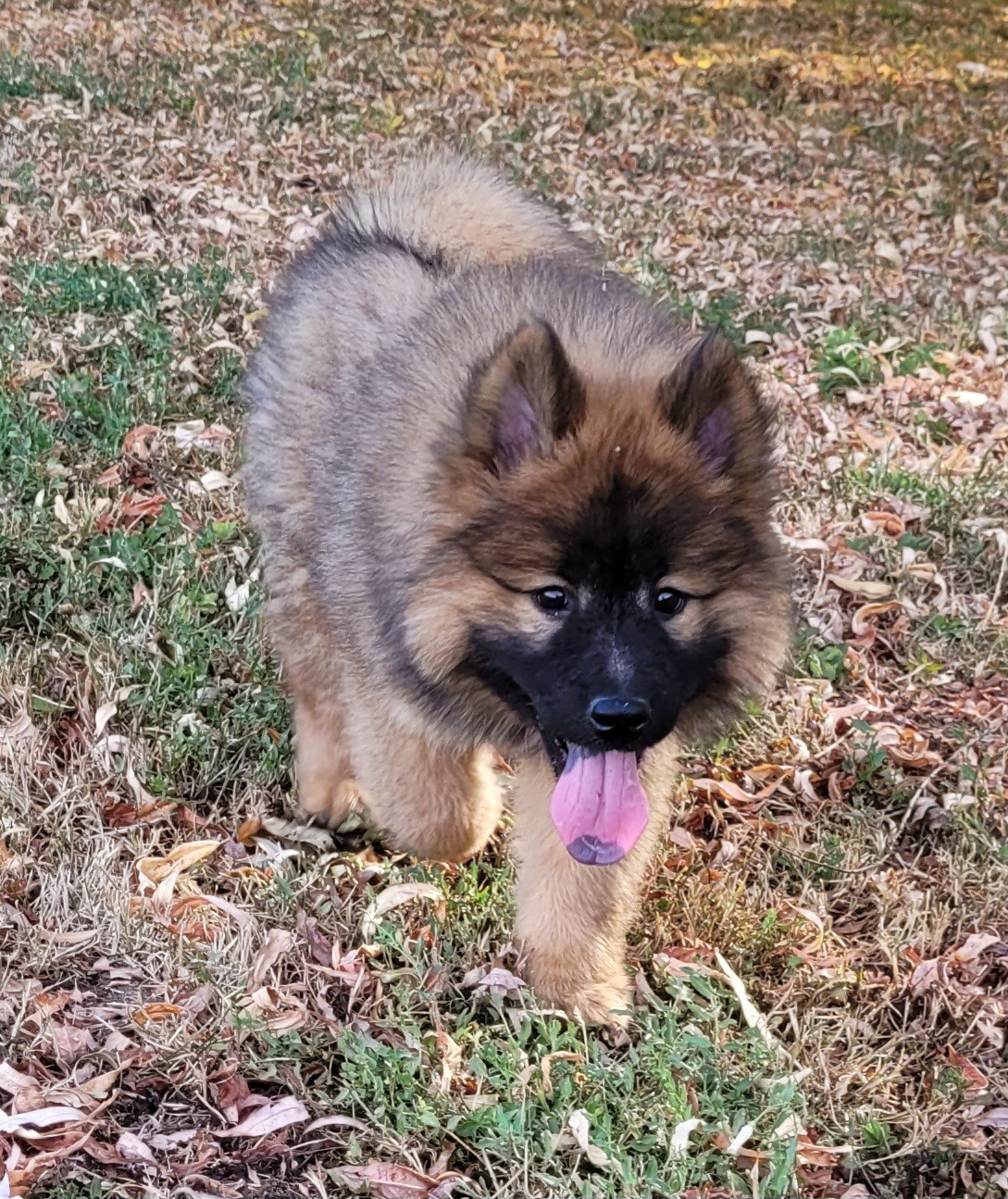 Des marais de courmont - Chiots disponibles - Eurasier