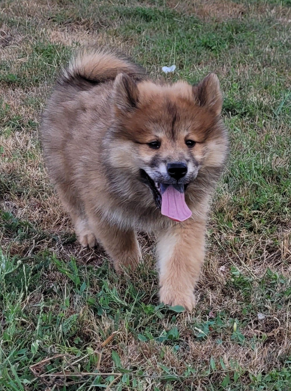 Des marais de courmont - Chiots disponibles - Eurasier