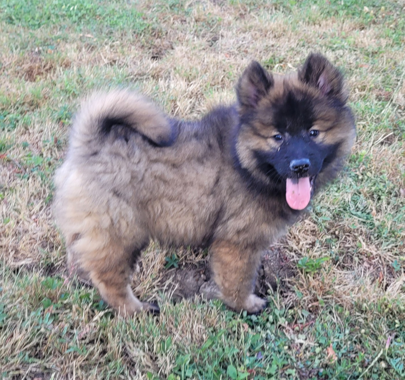 Des marais de courmont - Chiots disponibles - Eurasier