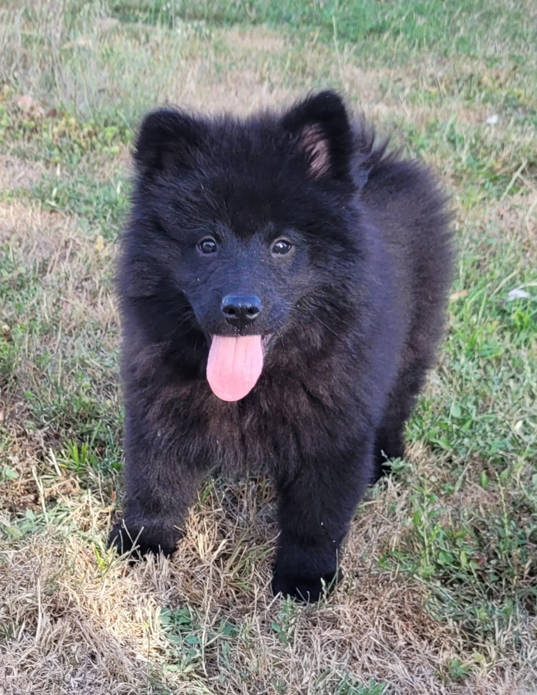Des marais de courmont - Chiots disponibles - Eurasier