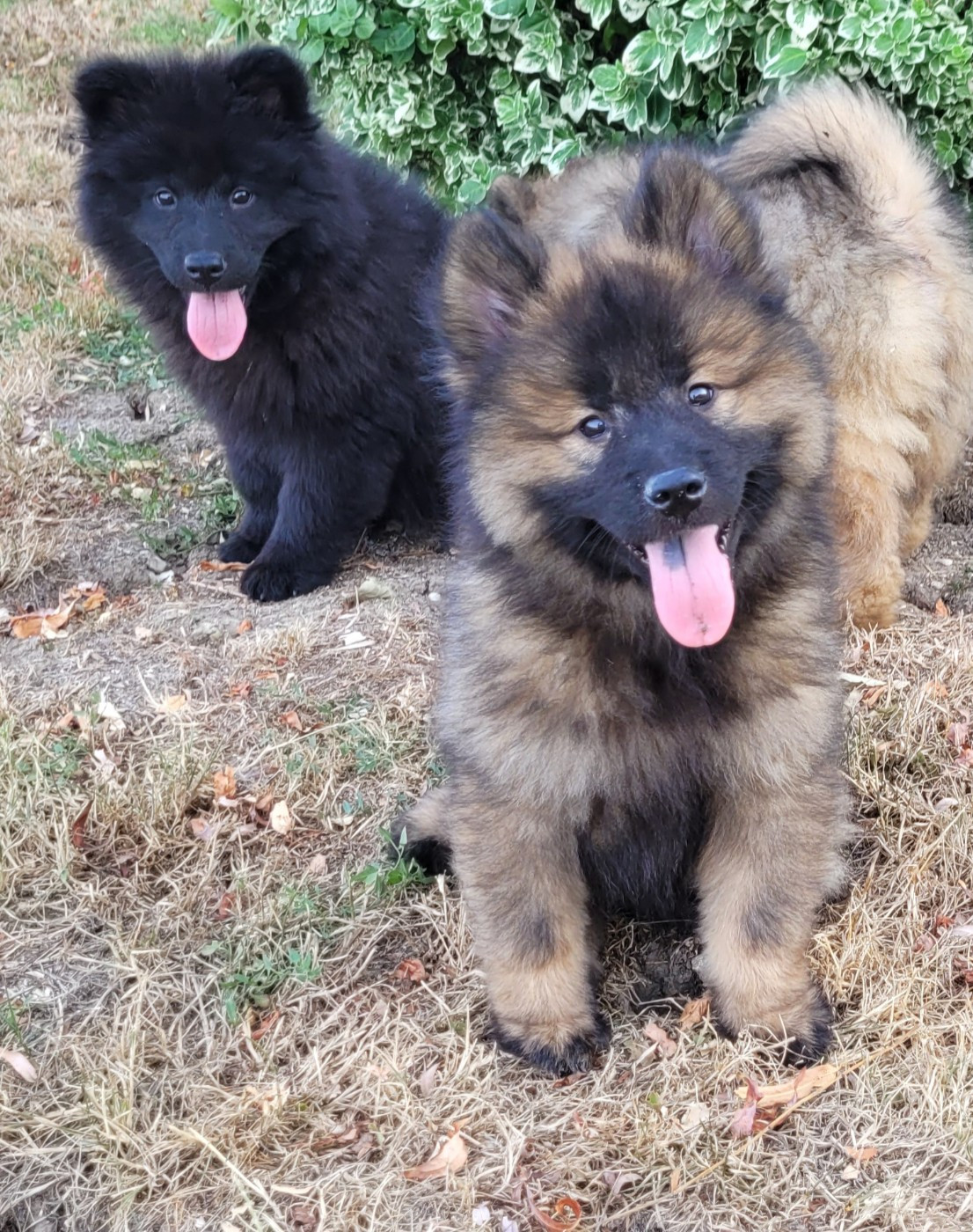 Des marais de courmont - Eurasier - Portée née le 09/05/2026