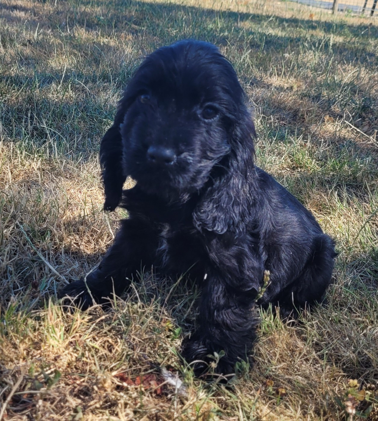 Des marais de courmont - Chiots disponibles - Cocker Spaniel Anglais