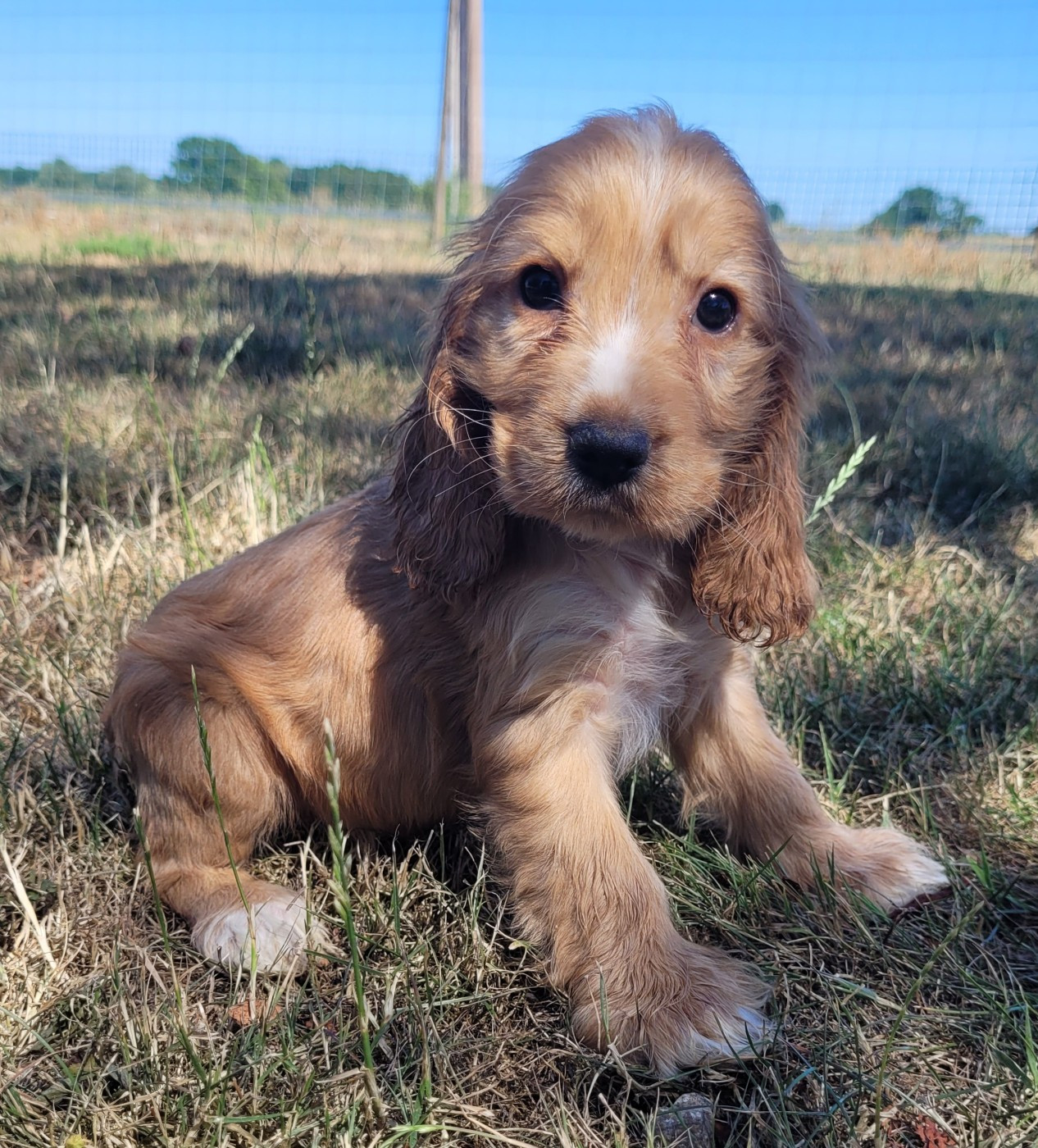 Des marais de courmont - Chiots disponibles - Cocker Spaniel Anglais