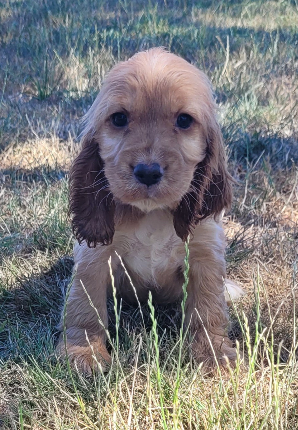 Des marais de courmont - Chiots disponibles - Cocker Spaniel Anglais