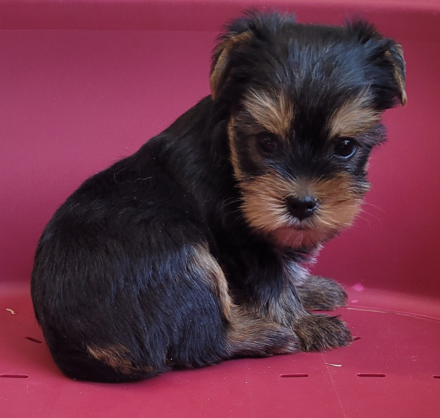 Des marais de courmont - Chiots disponibles - Yorkshire Terrier