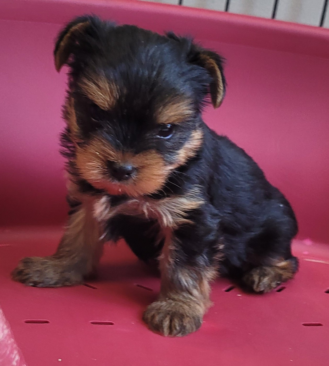 Des marais de courmont - Chiots disponibles - Yorkshire Terrier