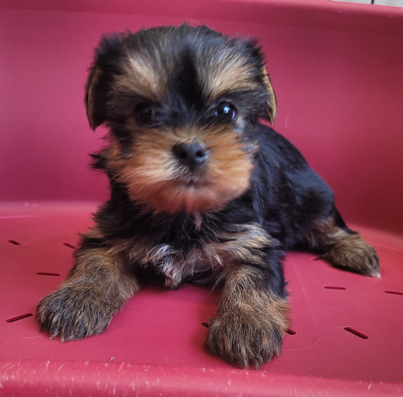 Des marais de courmont - Chiots disponibles - Yorkshire Terrier