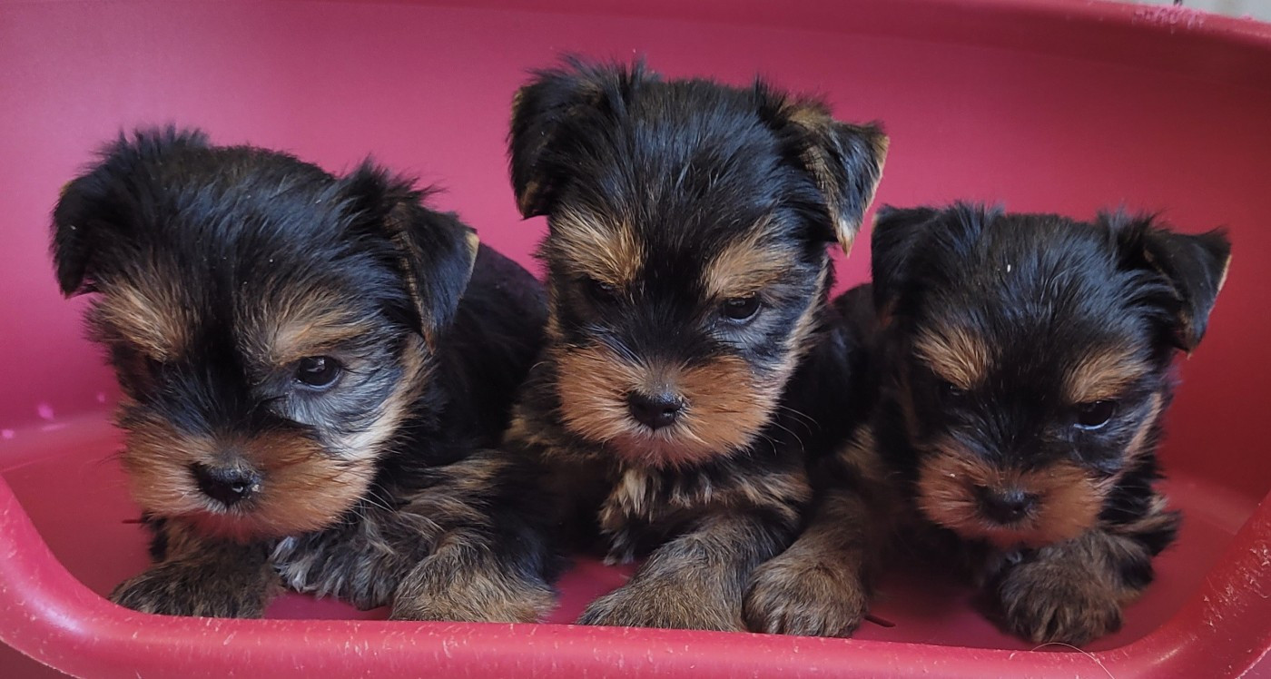 Chiot Yorkshire Terrier Des marais de courmont