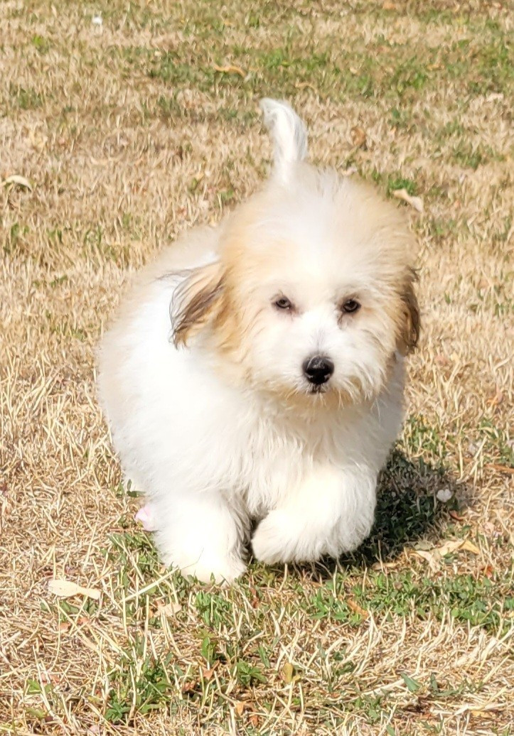 Des marais de courmont - Chiots disponibles - Coton de Tulear