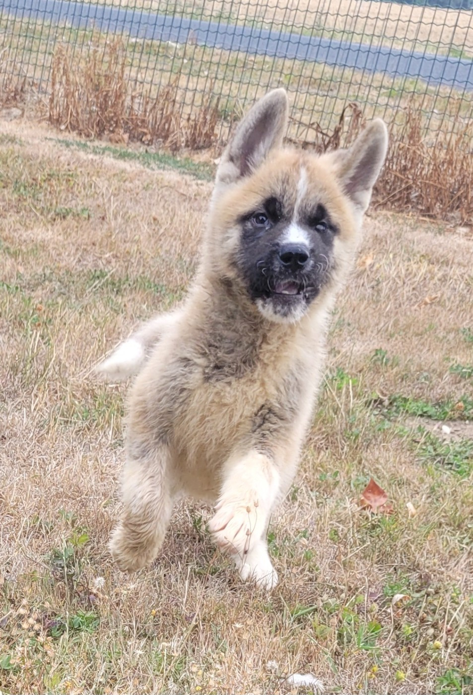 Des marais de courmont - Chiots disponibles - Akita americain