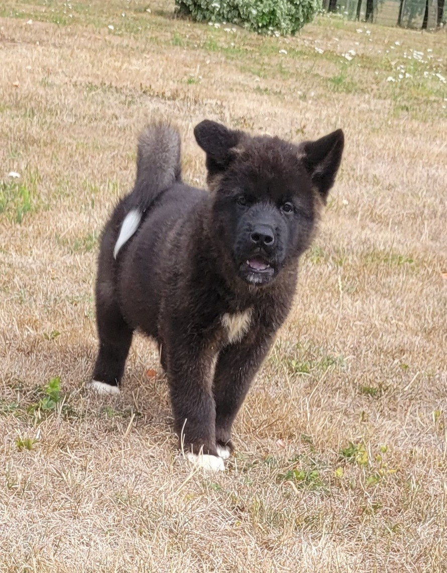 Des marais de courmont - Chiots disponibles - Akita americain