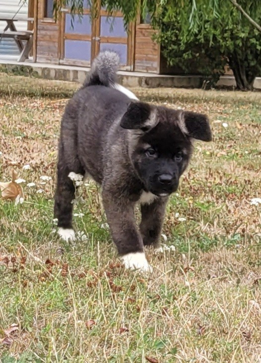 Des marais de courmont - Chiots disponibles - Akita americain