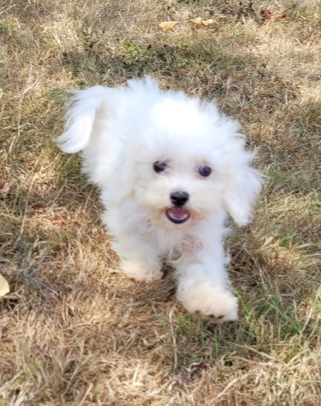 Des marais de courmont - Chiots disponibles - Bichon Frise