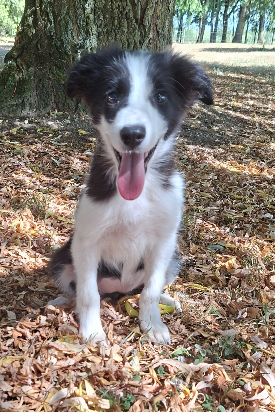 Des marais de courmont - Chiots disponibles - Border Collie