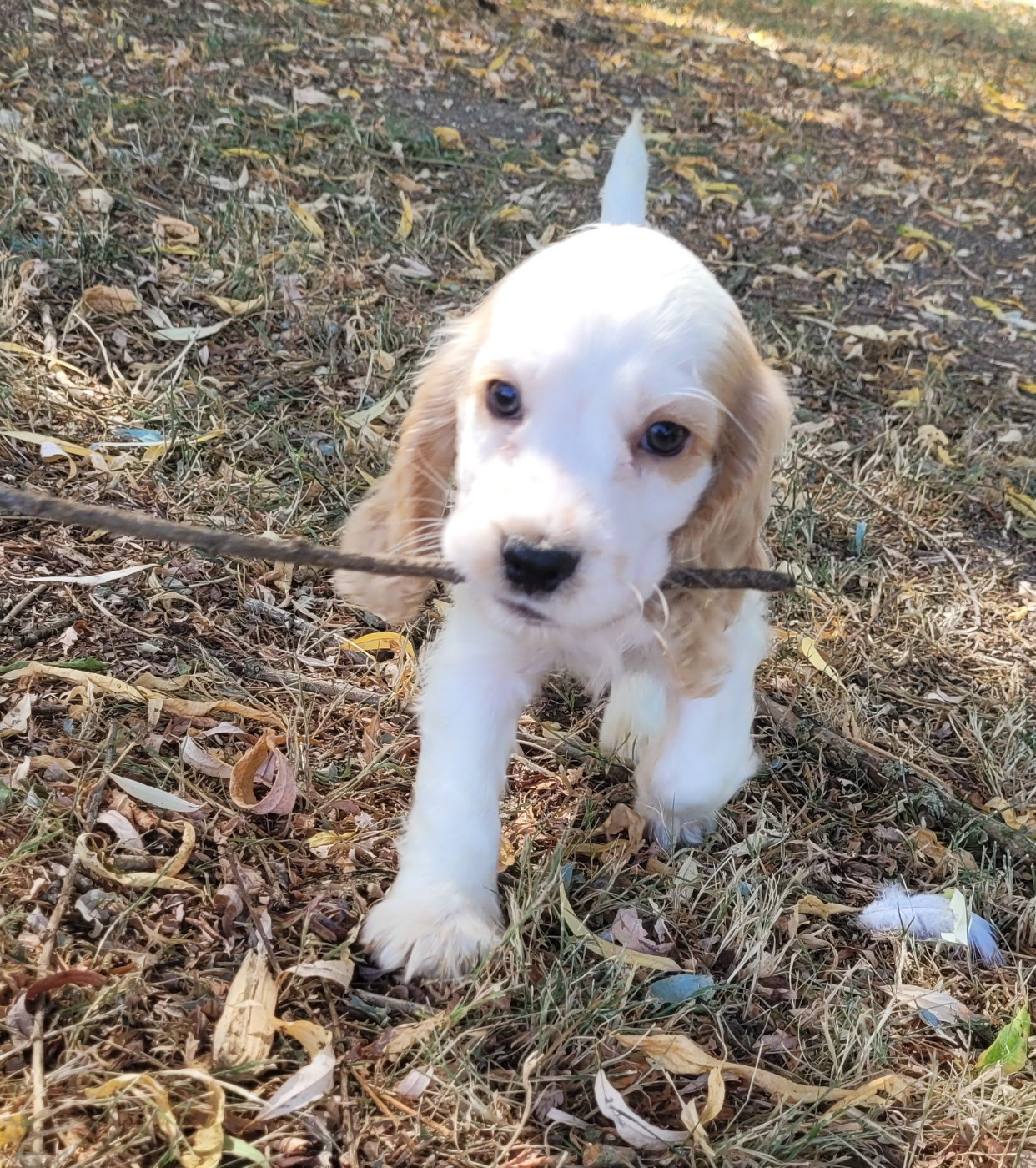 Des marais de courmont - Chiots disponibles - Cocker Spaniel Anglais