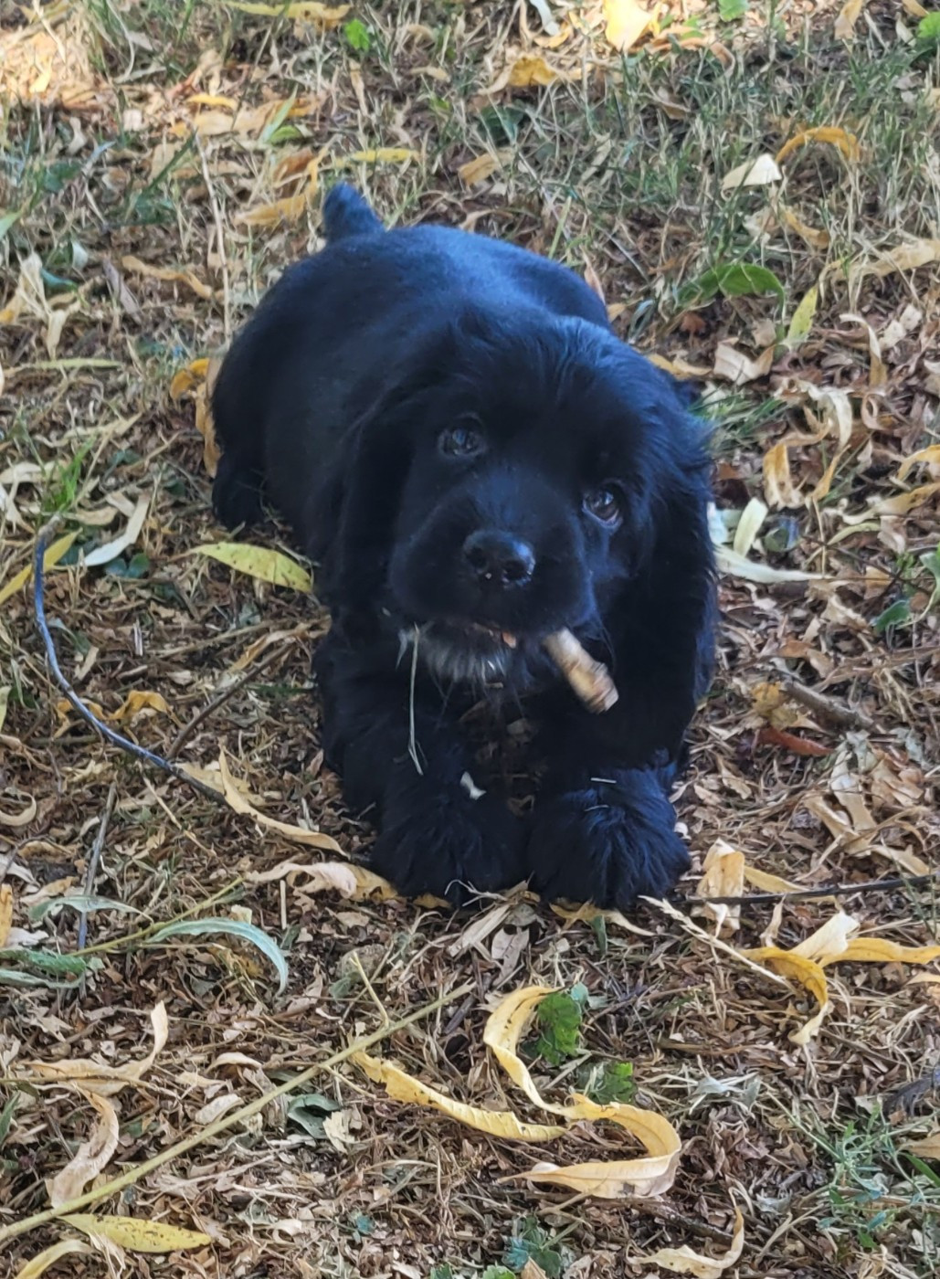 Des marais de courmont - Chiots disponibles - Cocker Spaniel Anglais