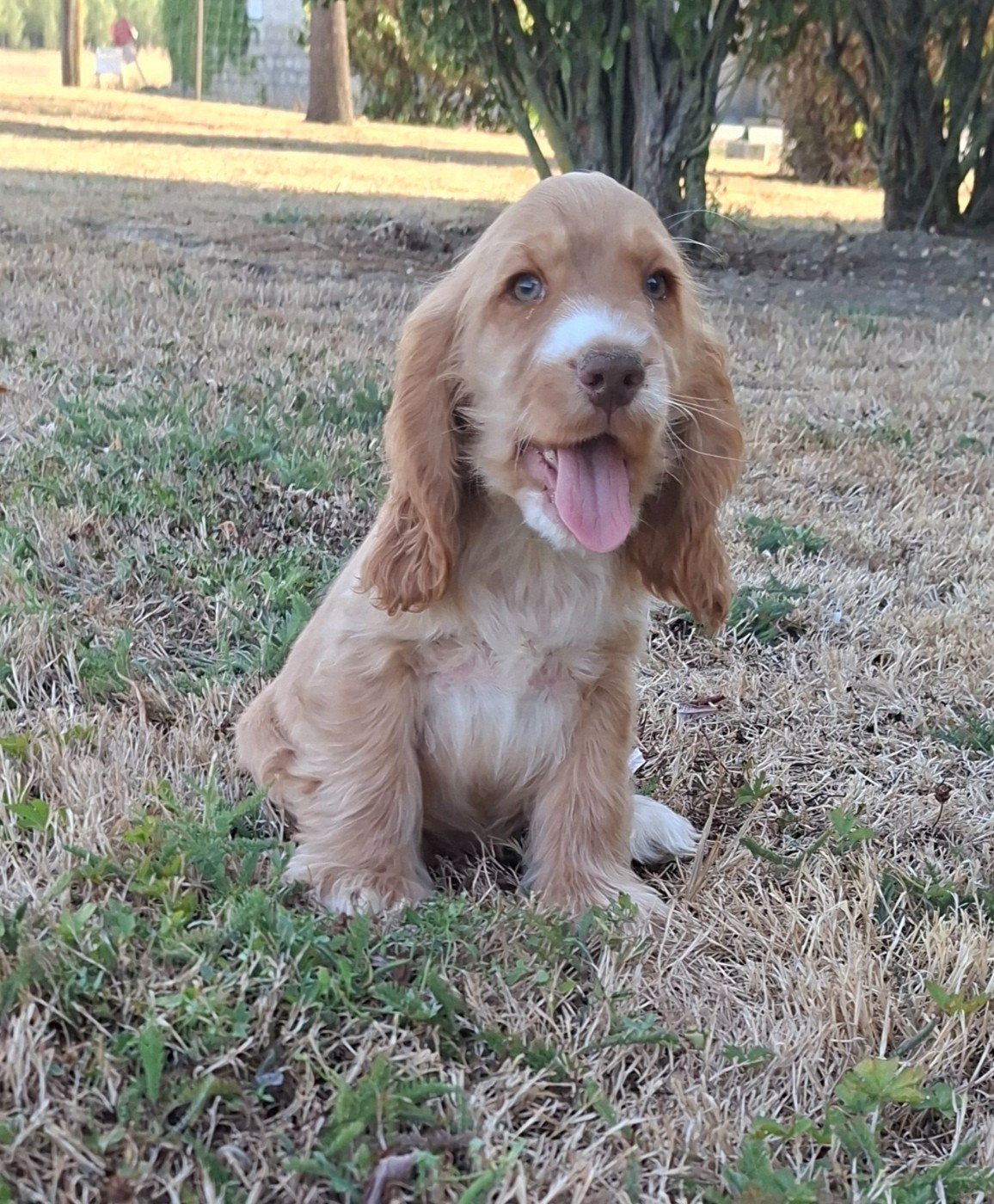 Des marais de courmont - Chiots disponibles - Cocker Spaniel Anglais